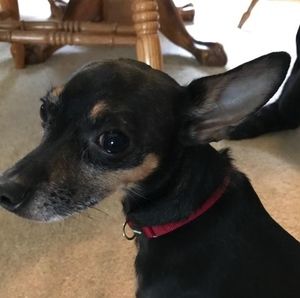 Meet your Posher, Suzette